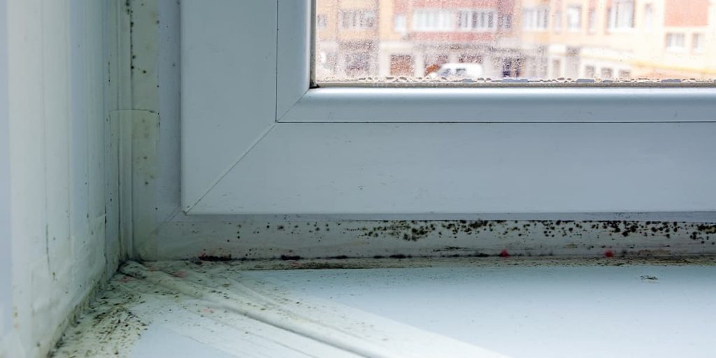 Where can you find mold in home